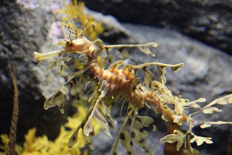 �������� � ��������